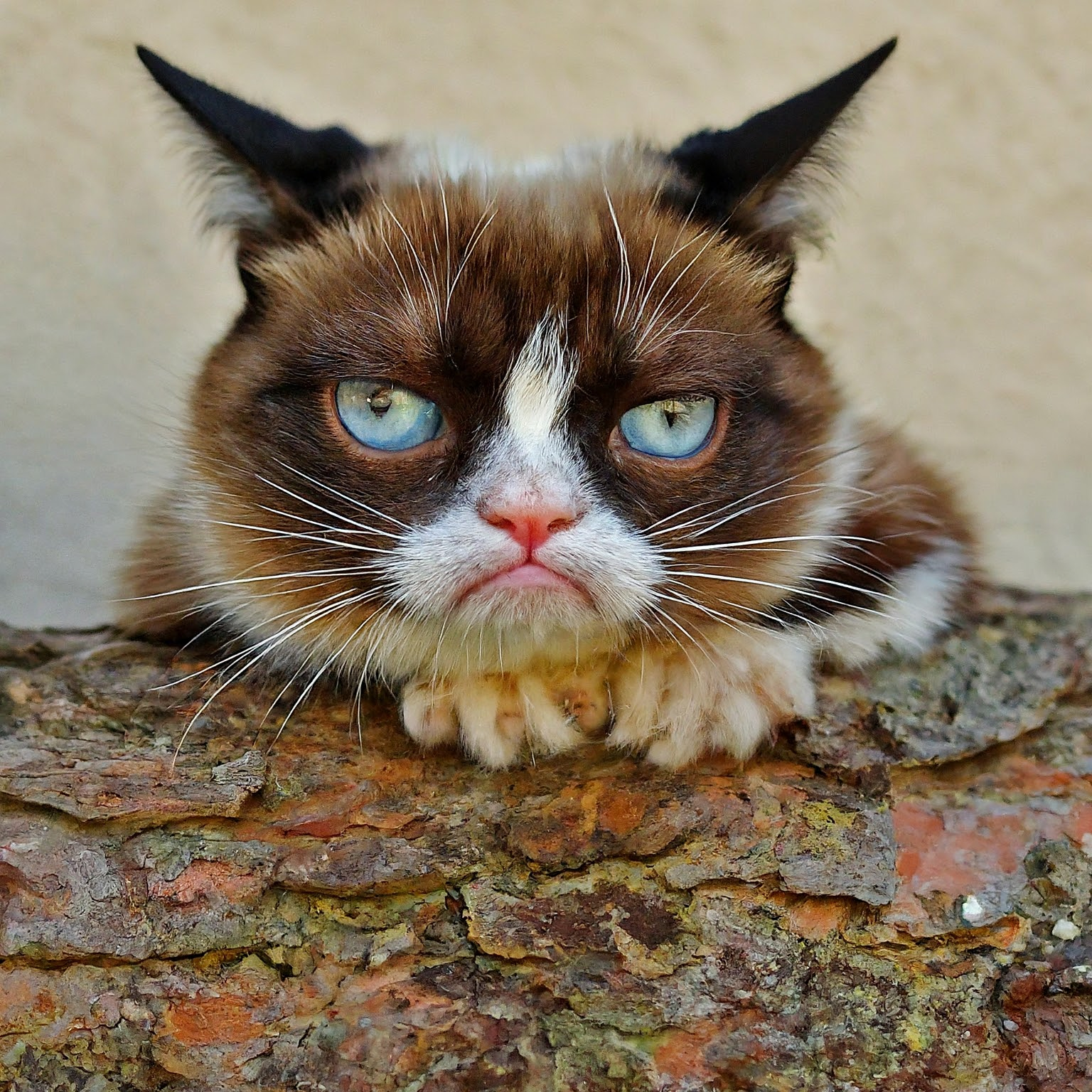 Grumpy Cat