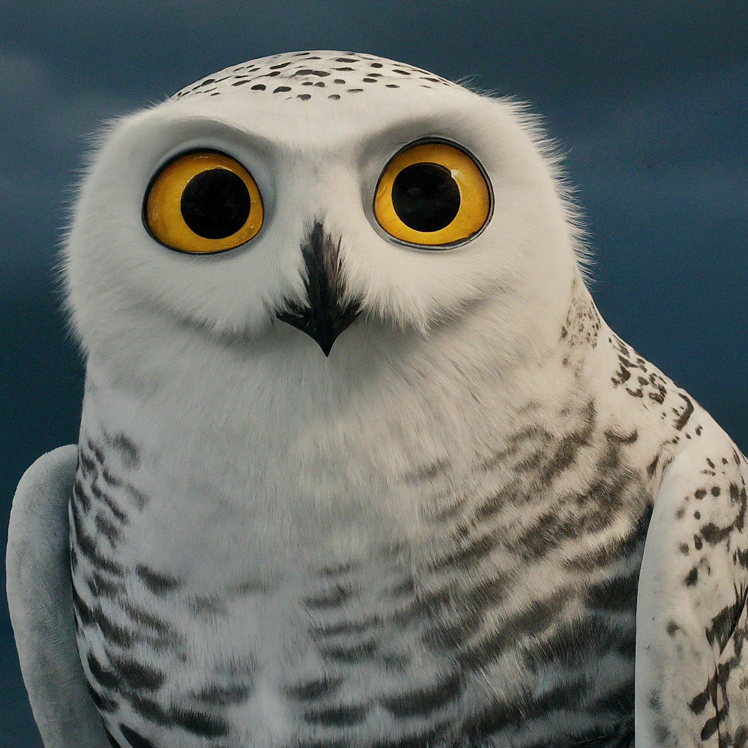 Eva the Snowy Owl