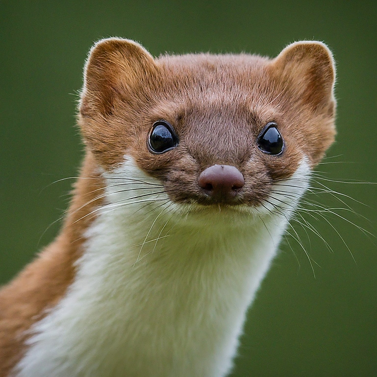 Neil deBuck Weasel